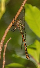 Austroaeschna pulchra