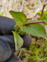 Epilobium chionanthum