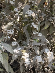 Stevia serrata