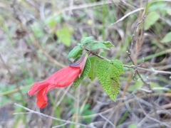 Salvia disjuncta