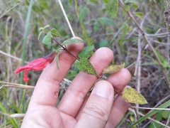Salvia disjuncta