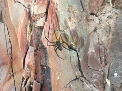 Latrodectus mirabilis