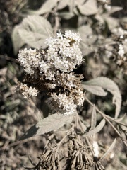 Stevia serrata