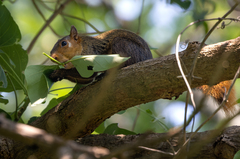 Sciurus spadiceus