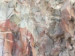 Latrodectus mirabilis