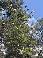 Cirsium subcoriaceum
