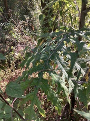 Cirsium subcoriaceum