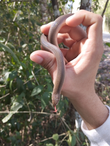 Blood Snake