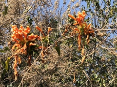 Pyrostegia