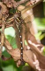 Austroaeschna pulchra