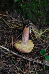 Xerocomellus armeniacus