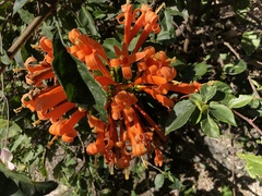 Pyrostegia