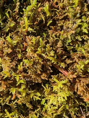 Thuidium