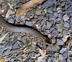 Cacophis squamulosus