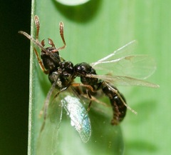 Ponera pennsylvanica