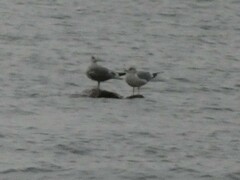 Larus brachyrhynchus