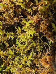Thuidium