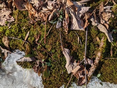 Thuidium