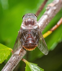 Scaptia