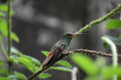 Amazilia tzacatl