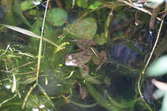 Euphlyctis cyanophlyctis