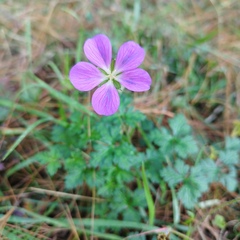 Geranium potentillifolium