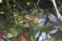 Euphlyctis cyanophlyctis