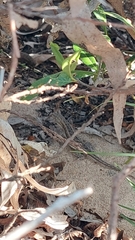 Liolaemus wiegmannii