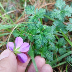 Geranium potentillifolium