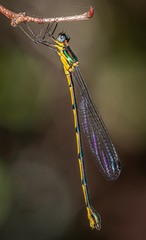Synlestes selysi