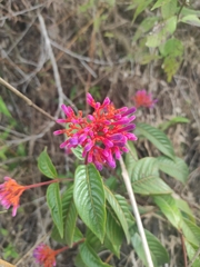 Palicourea vacillans