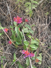 Palicourea vacillans