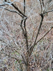 Hypericum prolificum