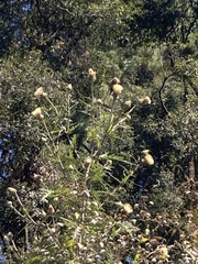 Cirsium subcoriaceum
