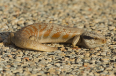 Tiliqua multifasciata