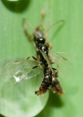 Ponera pennsylvanica