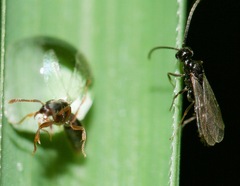 Ponera pennsylvanica