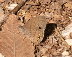Hermeuptychia sosybius