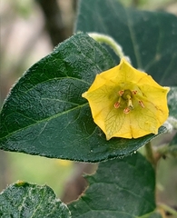Capsicum rhomboideum