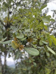 Clusiaceae