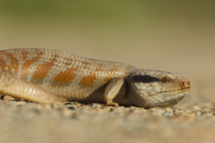 Tiliqua multifasciata