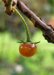 Capsicum rhomboideum