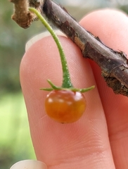 Capsicum rhomboideum