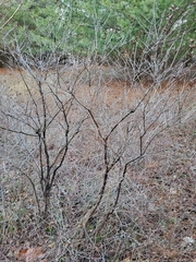 Hypericum prolificum