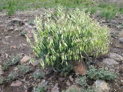 Astragalus filipes