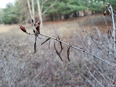 Hypericum prolificum