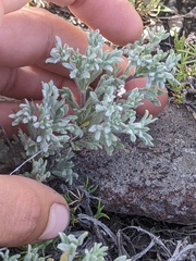 Artemisia papposa