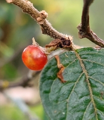 Capsicum rhomboideum