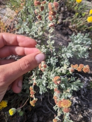 Artemisia papposa