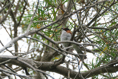 Hemixos castanonotus